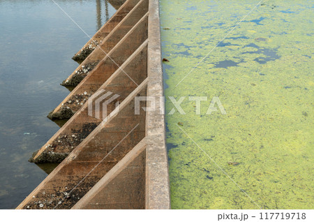 Water in the concrete weir is covered by duckweed.Close up view. 117719718