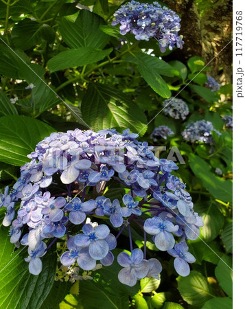 あじさい あじさい 117719768