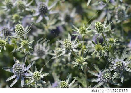 Sea Holly Blue Hobbit 117720175