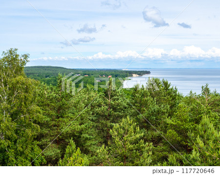 green forest at Courish Spit in Kaliningrad Oblast 117720646