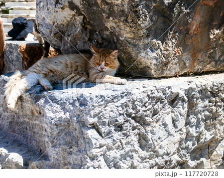 cat in ruines in Ancient Greece city Ephesus cat in ruines in Ancient Greece city Ephesus 117720728