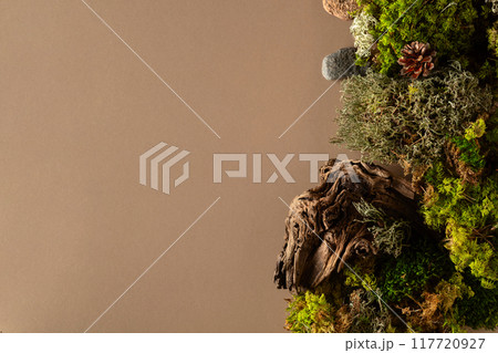 Abstract north nature scene with a composition of lichen, moss, and old snags on a beige background. Abstract north nature scene with a composition of lichen, moss, and old snags on a beige background. 117720927