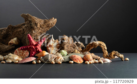 Abstract nature scene with a composition of seashell, starfish, and snags on a black background. Abstract nature scene with a composition of seashell, starfish, and snags on a black background. 117720929