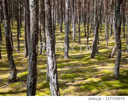 tree tunks in dancing forest on Curonian Spit 117720974