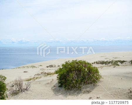 bush on sand dune at Curonian Courish Spit 117720975