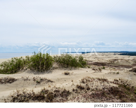 bush on sand dune at Curonian Spit in Kaliningrad 117721160