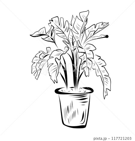 Line drawing. Line art plant in flowerpot. Vector 117721203