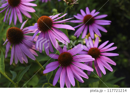 Pink flowers of Echinacea purpurea in the garden. Pink flowers of Echinacea purpurea in the garden. 117721214