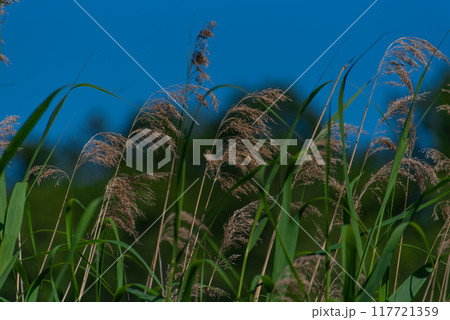 Phragmites australis, known as the common reed. 117721359