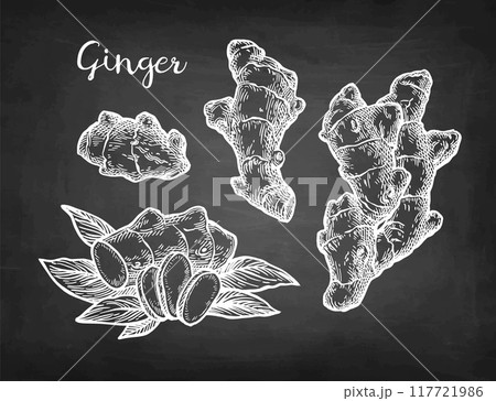 Fresh ginger root chalk sketch set 117721986