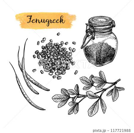 Fenugreek ink sketch set Fenugreek ink sketch set 117721988