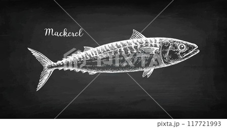 Mackerel chalk sketch. Mackerel chalk sketch. 117721993