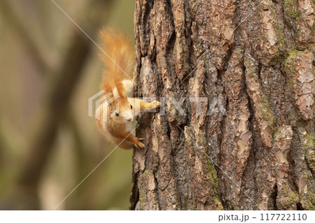 Cute red squirrel (Sciurus vulgaris) with long pointed ears sit on branch in autumn scene with nice deciduous forest in the background 117722110