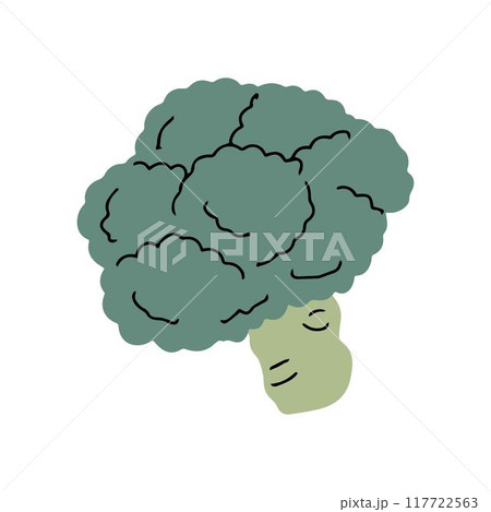 Broccoli cabbage on a white background 117722563