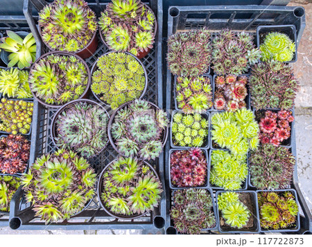 Cactus in Crates Cactus in Crates 117722873