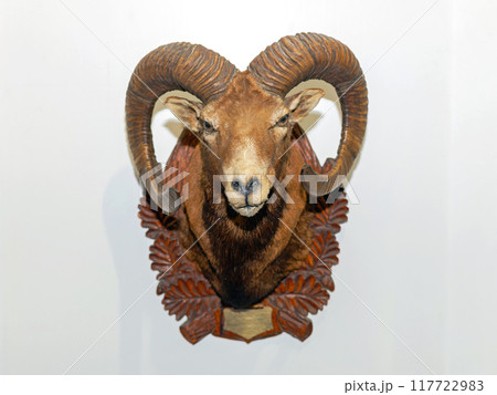 Big Horn Sheep Head Trophy Big Horn Sheep Head Trophy 117722983