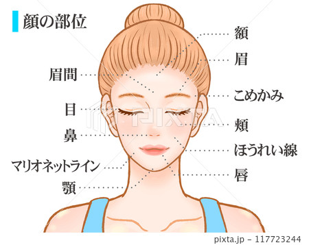 綺麗な大人の女性の顔のパーツ部位の図解イラスト素材2 綺麗な大人の女性の顔のパーツ部位の図解イラスト素材2 117723244