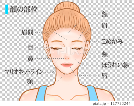 綺麗な大人の女性の顔のパーツ部位の図解イラスト素材2 綺麗な大人の女性の顔のパーツ部位の図解イラスト素材2 117723244