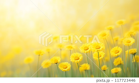 Bright yellow flowers bloom in a sunny meadow in spring Bright yellow flowers bloom in a sunny meadow in spring 117723446