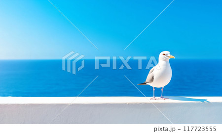 Seagull perched on a wall overlooking the ocean 117723555