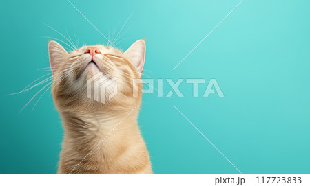 A curious orange cat gazes upwards against a turquoise backgroun 117723833
