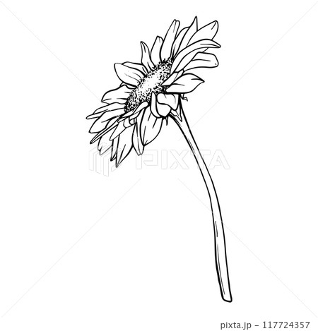 Sunflower vector flower illustration. Plant drawing in line art style. flower sketch painted by black inks. Graphics hand drawn outline element Sunflower vector flower illustration. Plant drawing in line art style. flower sketch painted by black inks. Graphics hand drawn outline element 117724357