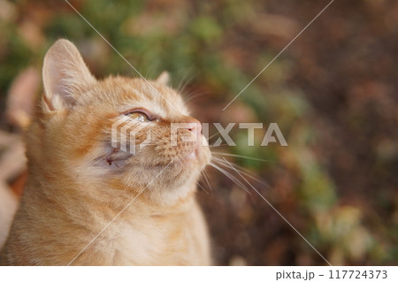 ケガのキズが痛々しい可愛い子猫 117724373