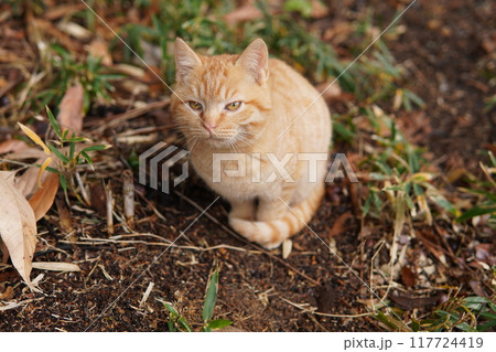 地面が冷たくて手を上げる可愛い子猫 117724419