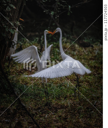 子育てに訪れた白鷺の群れ 117724503