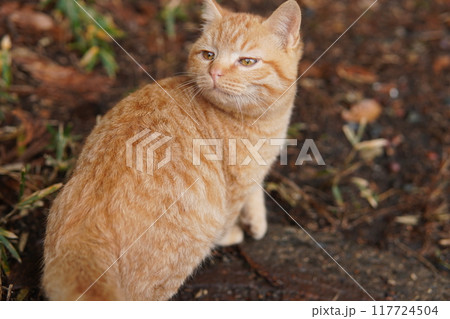 んーっていう感じの凄く可愛い顔をする子猫 117724504