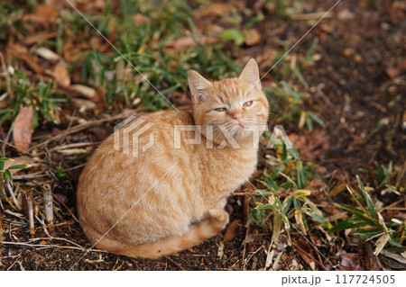 んーっていう感じの凄く可愛い顔をする子猫 117724505