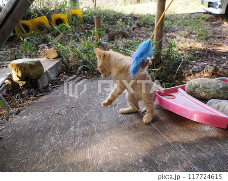 遊びに夢中の子猫 遊びに夢中の子猫 117724615