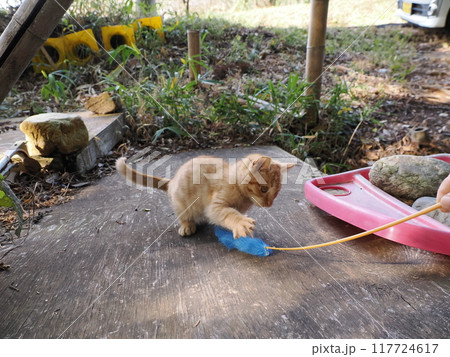遊びに夢中の子猫 遊びに夢中の子猫 117724617