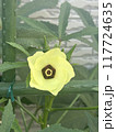 黄色いオクラの花 117724635