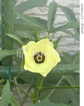 黄色いオクラの花 117724635
