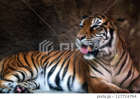 動物園 動物園 117724764