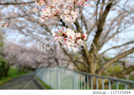 桜の花 満開 染井吉野 桜の花 満開 染井吉野 117725094