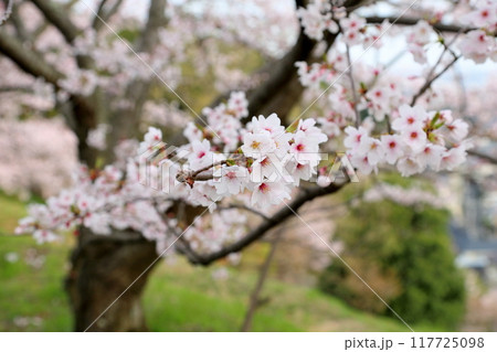 桜の花 満開 染井吉野 桜の花 満開 染井吉野 117725098