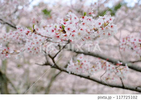 桜の花　満開　染井吉野 117725102