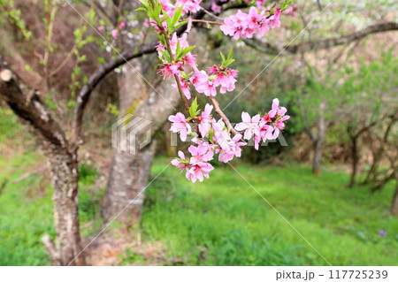 満開　ハナモモの花 117725239