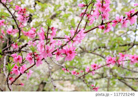 満開 ハナモモの花 満開 ハナモモの花 117725240