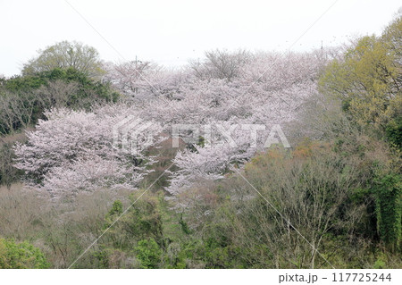 桜の森　満開　染井吉野 117725244