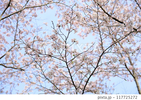 桜の花　満開　染井吉野 117725272