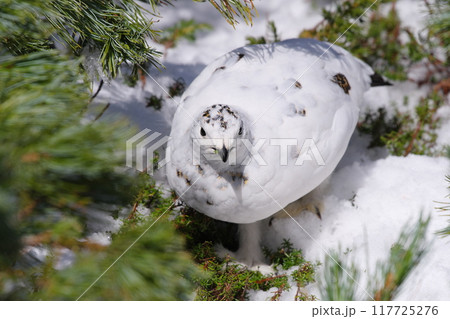 5月上旬の立山室堂平　ハイマツ群生地に隠れる雌のライチョウ 117725276