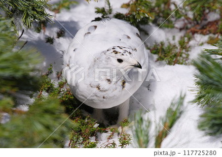 5月上旬の立山室堂平　ハイマツ群生地に隠れる雌のライチョウ 117725280