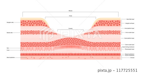 Macula fovea and foveola Macula fovea and foveola 117725551