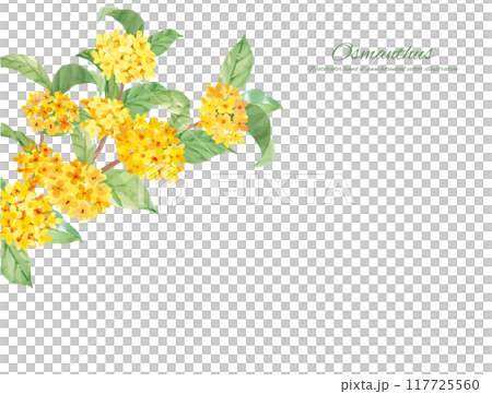Vector illustration decorative material of osmanthus painted in watercolor 117725560