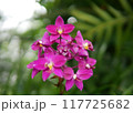 Orchid 117725682