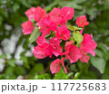 Bougainvillea spectabilis 117725683