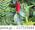Bitter ginger 117725684